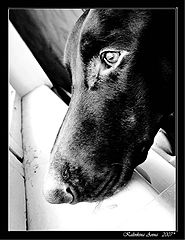 photo "***"