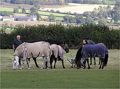 photo "Horses in a coat"