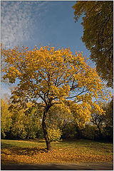 photo "The sun in autumn branches"