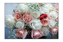 photo "White tenderness"