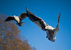 photo "The London's seagulls"