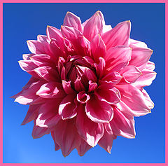 photo "Pink flower"