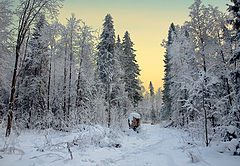 фото "Разноцветный зимний лес"