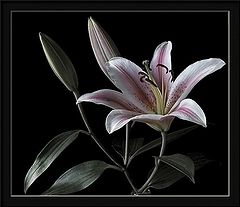 фото "a fresh opening to a new year"
