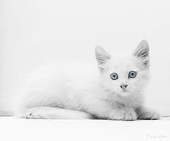 photo "***"