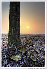 фото "Frozen and misty #2"