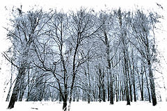 photo "winter miracle"