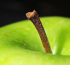 photo "apple"