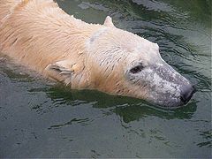 фото "Ice bear life."