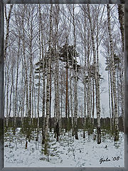 фото "Березовая прозрачность"
