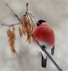 photo "Happy New Year!"