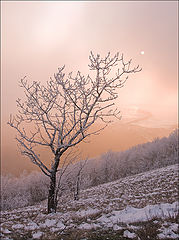 photo "***"