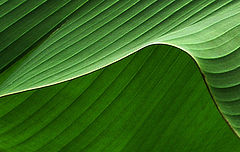 photo "***"