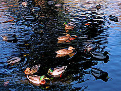 photo "Duck Pond"