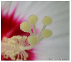 photo "Heart of flower"