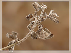 photo "***"