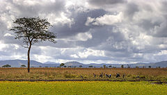 photo "African landscape with birds"