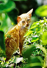 фото ""Green years""