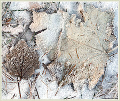 photo "Snow is cold."