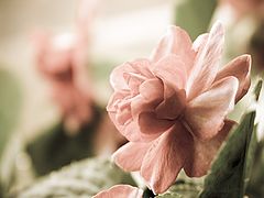 photo "Flower"
