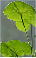 photo "Good mood."