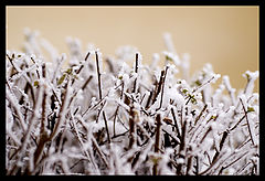 фото "Frosen"