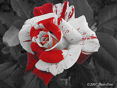 photo "Bloodied Beauty"