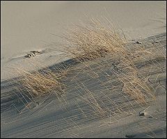 фото "сколько той жизни ....."