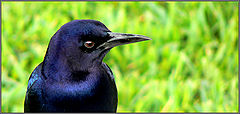 photo "Космонавтский Птиц / Bird of the spaceport"