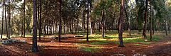 photo "Ben Shemen Forest Panoramic View"