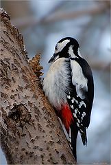 photo "Dinner of a motley woodpecker"