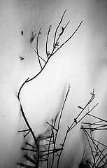 photo "winter sketch"