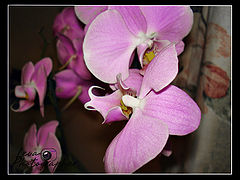 фото "орхидея"
