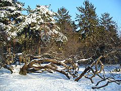 photo "The crooked tree"