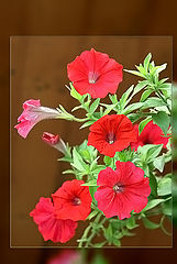 photo "Red Flowers"