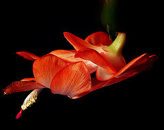 photo "***"