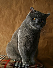 фото "Котопортрет"