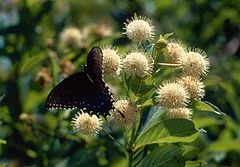 фото "Butterfly in summer"