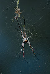 photo "Spider's world"