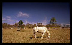 photo "lunch time"