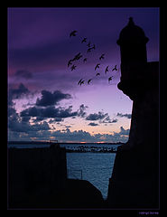 фото "puerto rico - birds sunrise"