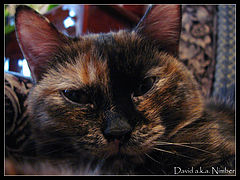 photo "kitty"