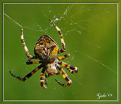 photo "The morning gymnastics"