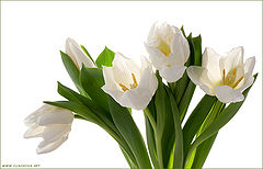 фото "Белые тюльпаны"