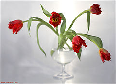 фото "Про тюльпаны"