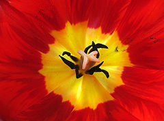 photo "Inside a red tulip"