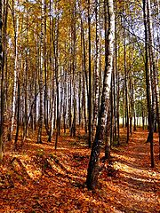 фото "Осенний лес"