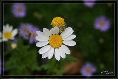 photo "***"