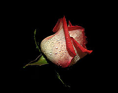 photo "In the darkness"