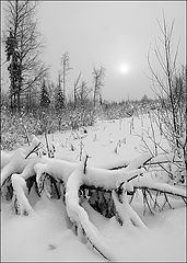 photo "***"